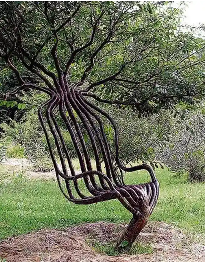 Tree branches meticulously shaped and trained to form a chair-like structure in a grassy garden setting.